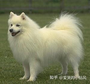 日本狐狸犬Japanese Spitz - 知乎