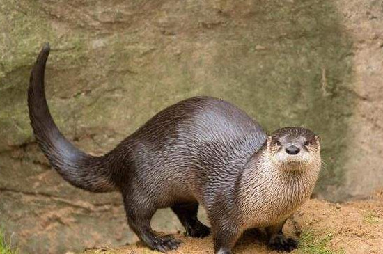 河狸与水獭是同一种动物吗? - 知乎