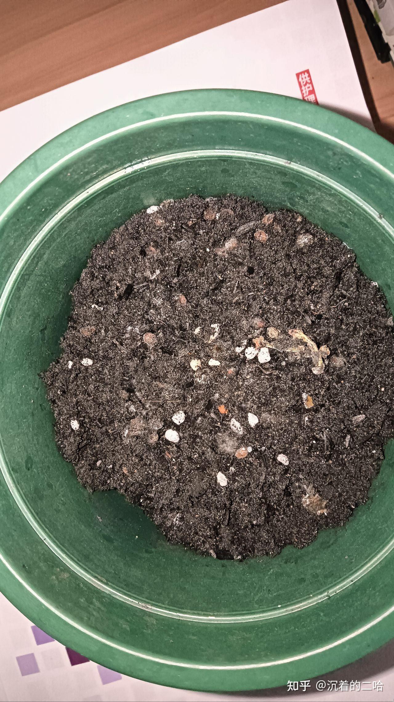 栀子花的长不起来向日葵还可以