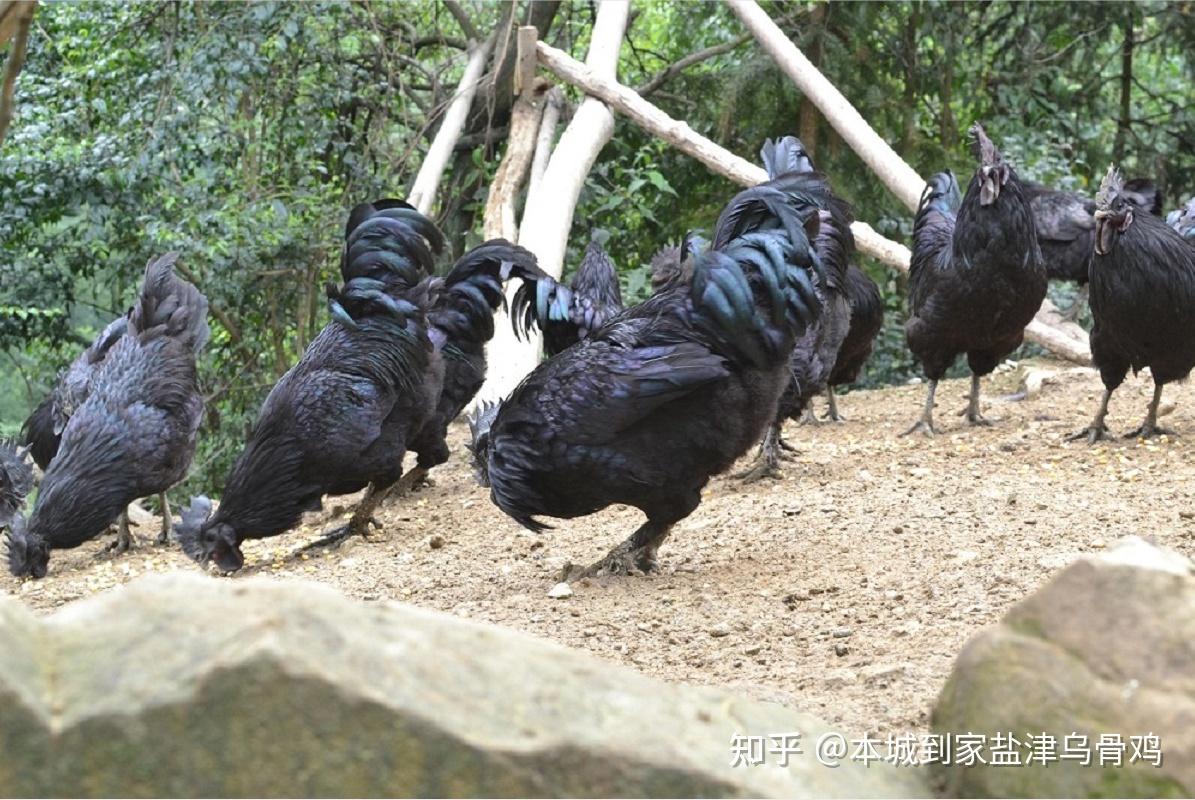 舌尖上的云南之盐津乌骨鸡 - 知乎