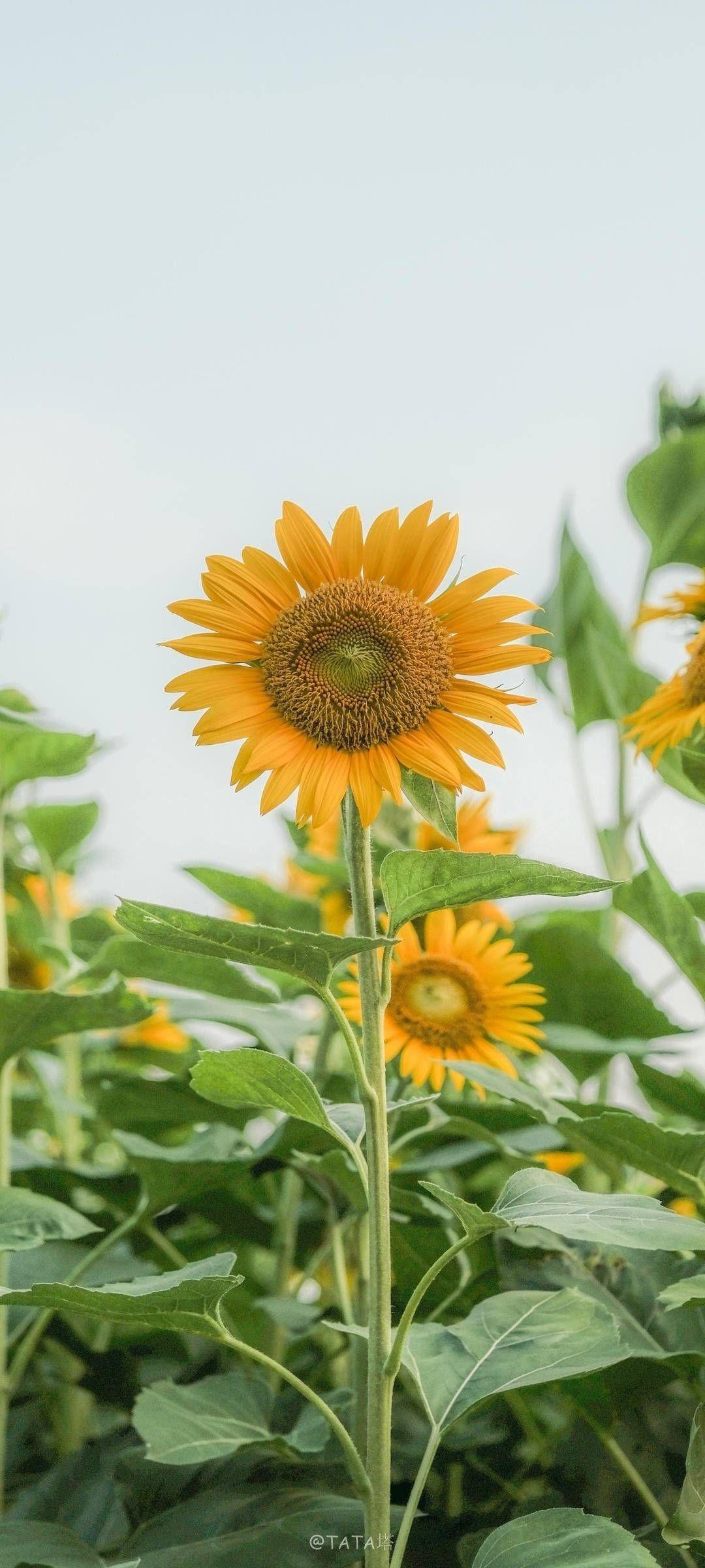 有没有都是向日葵的壁纸呢,让人看了心情超好的? - 知乎