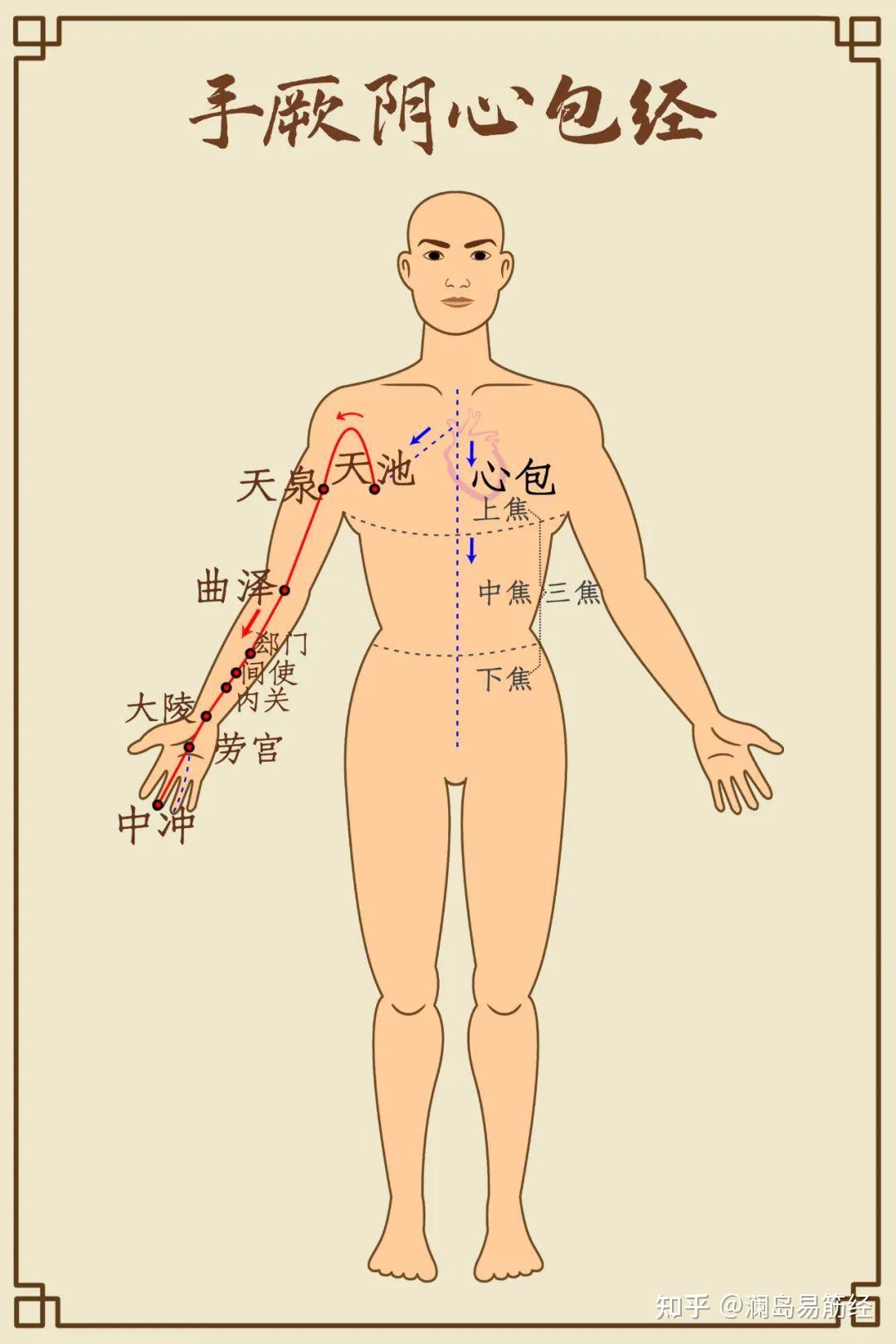 中医说的十二经络具体在哪? - 知乎
