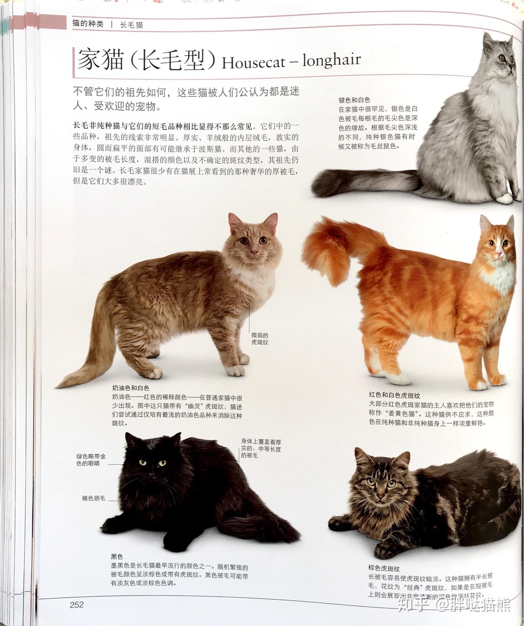dk的猫百科如何