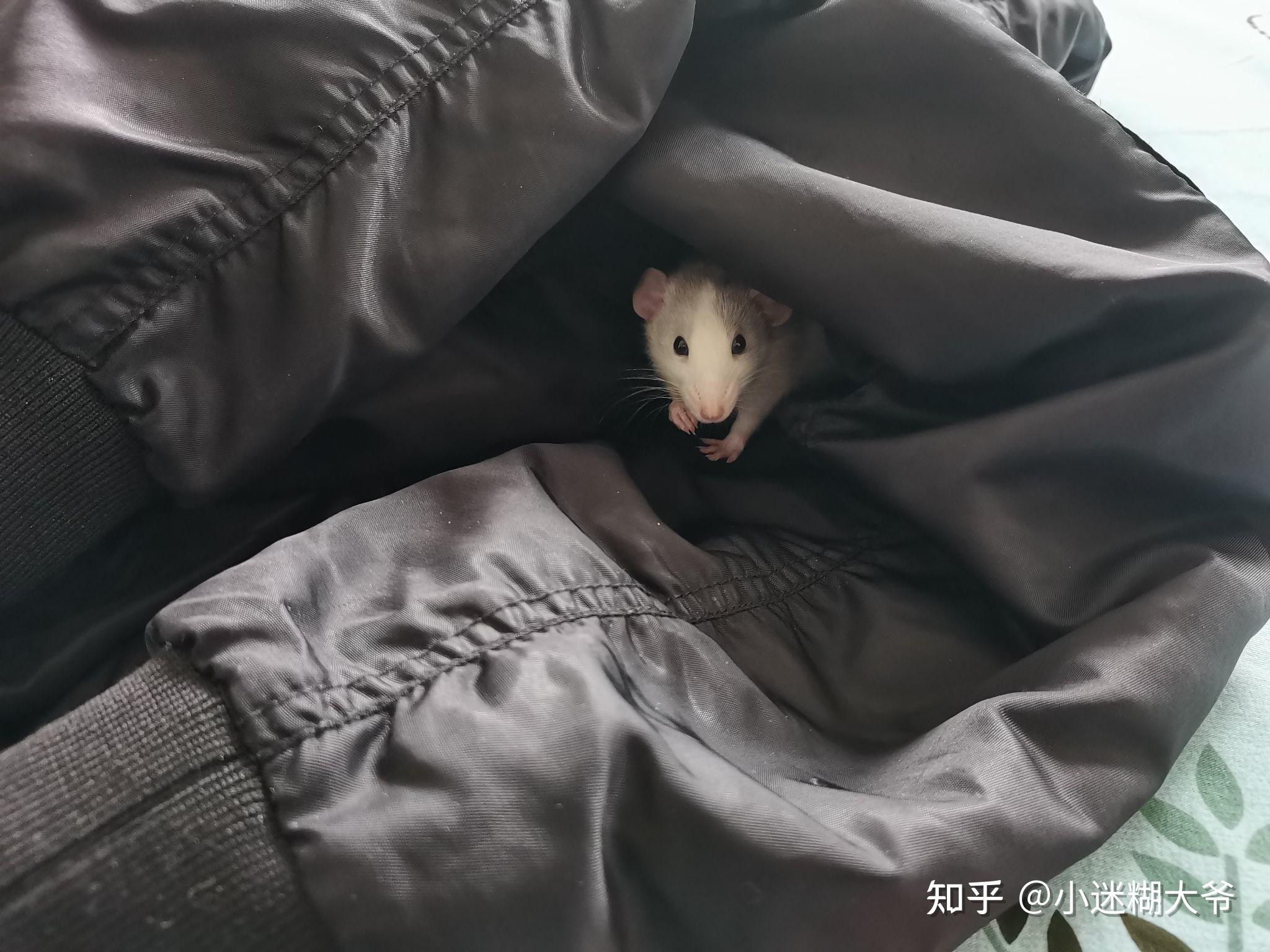 养一枝花枝鼠47的笼子够吗