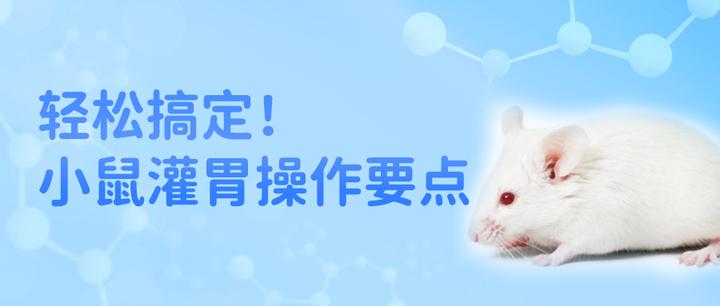 轻松搞定!小鼠灌胃操作要点 - 知乎