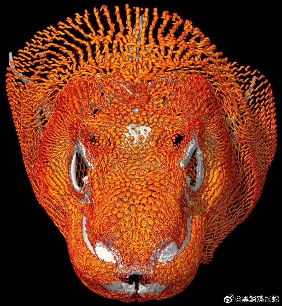 鳞龙类比如沧龙有趋同进化出次生颚皮下成骨这类结构吗