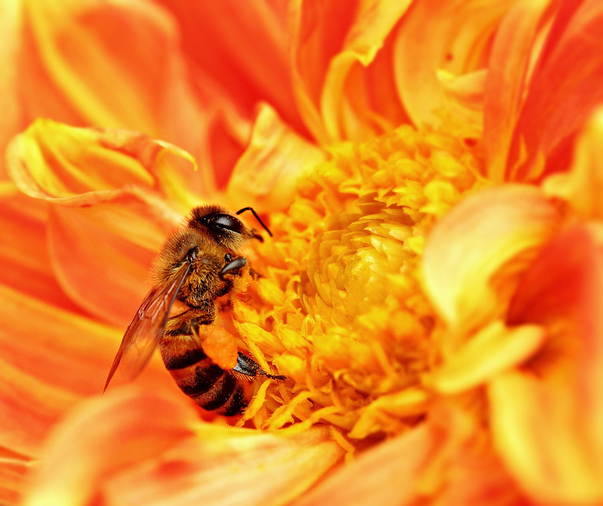 “杀手大黄蜂”再现华盛顿州|虎头蜂|华盛顿州|蜂群_新浪新闻