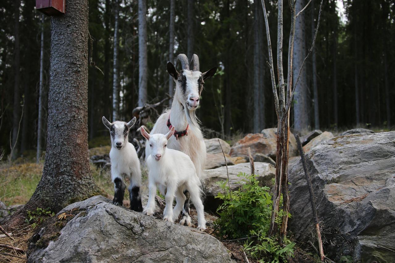 邻家宠物怎么样