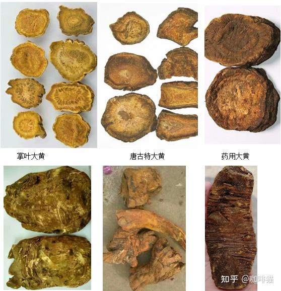 如何区别掌叶大黄,唐古特大黄,药用大黄三种大黄? - 知乎