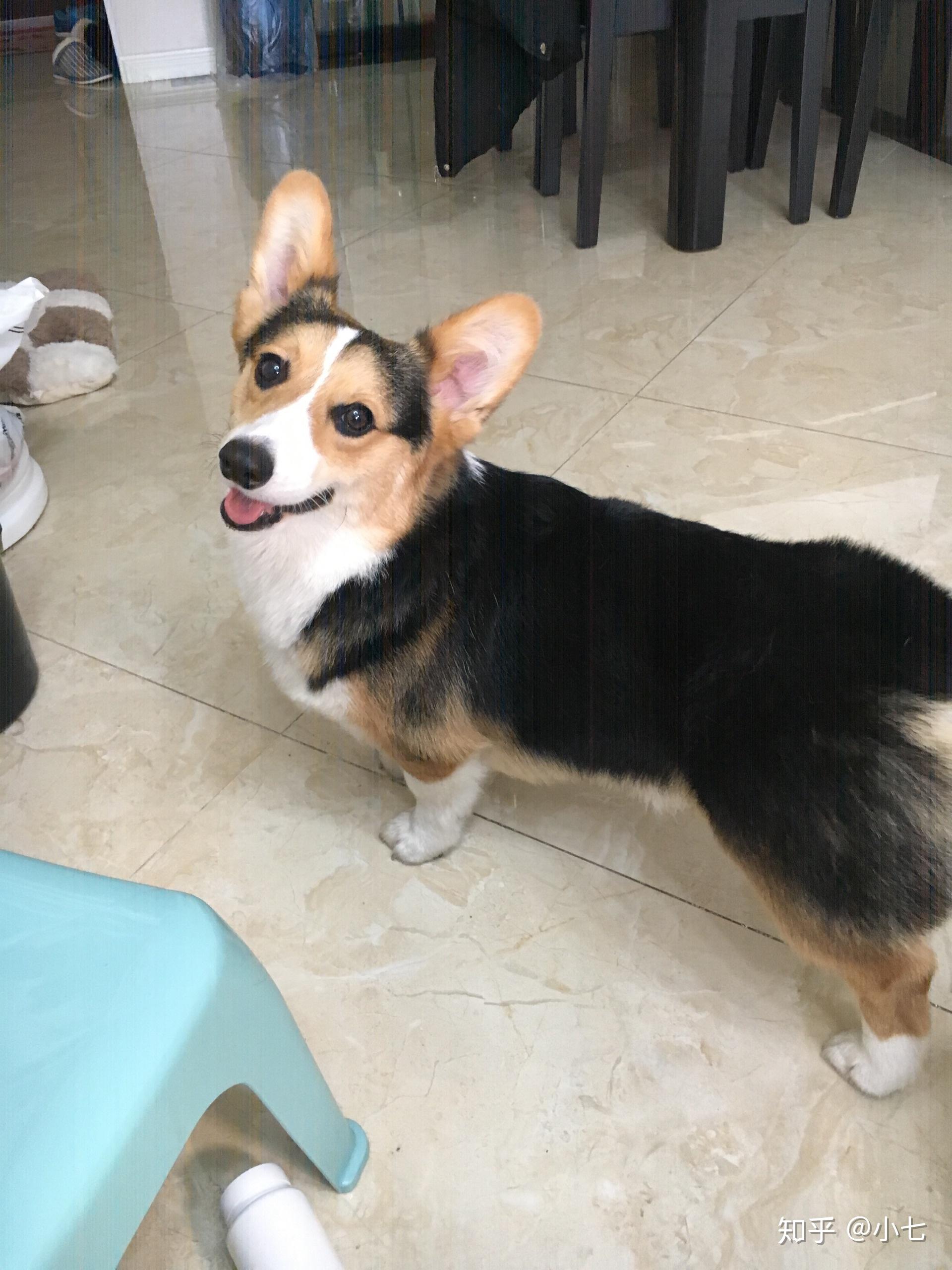 请问大家这个柯基品相怎么样1600合适吗买回来一直不会笑怎么回事