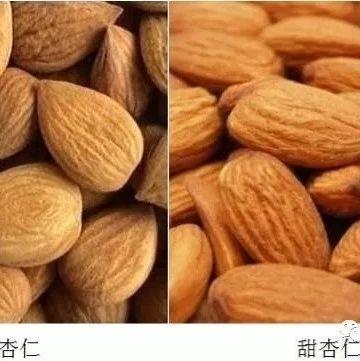 一甜一苦 南杏北杏养生大不同！ - 知乎