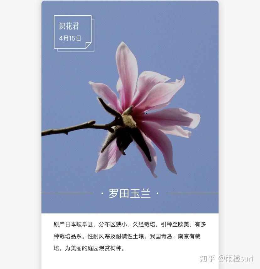 先开花再长叶图片