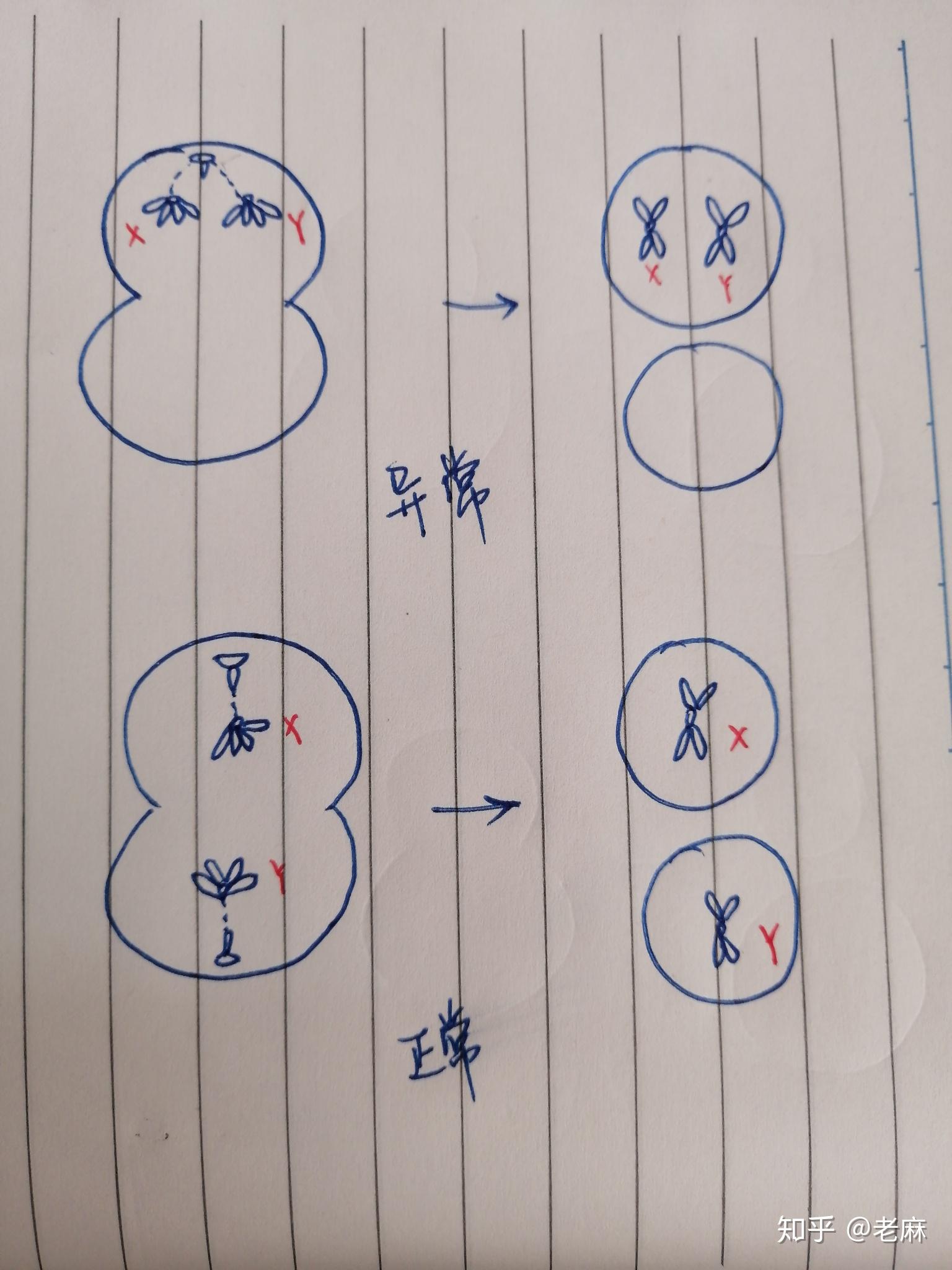 后代出现xxy这样的基因型原因是什么?(减数分裂中)? - 知乎