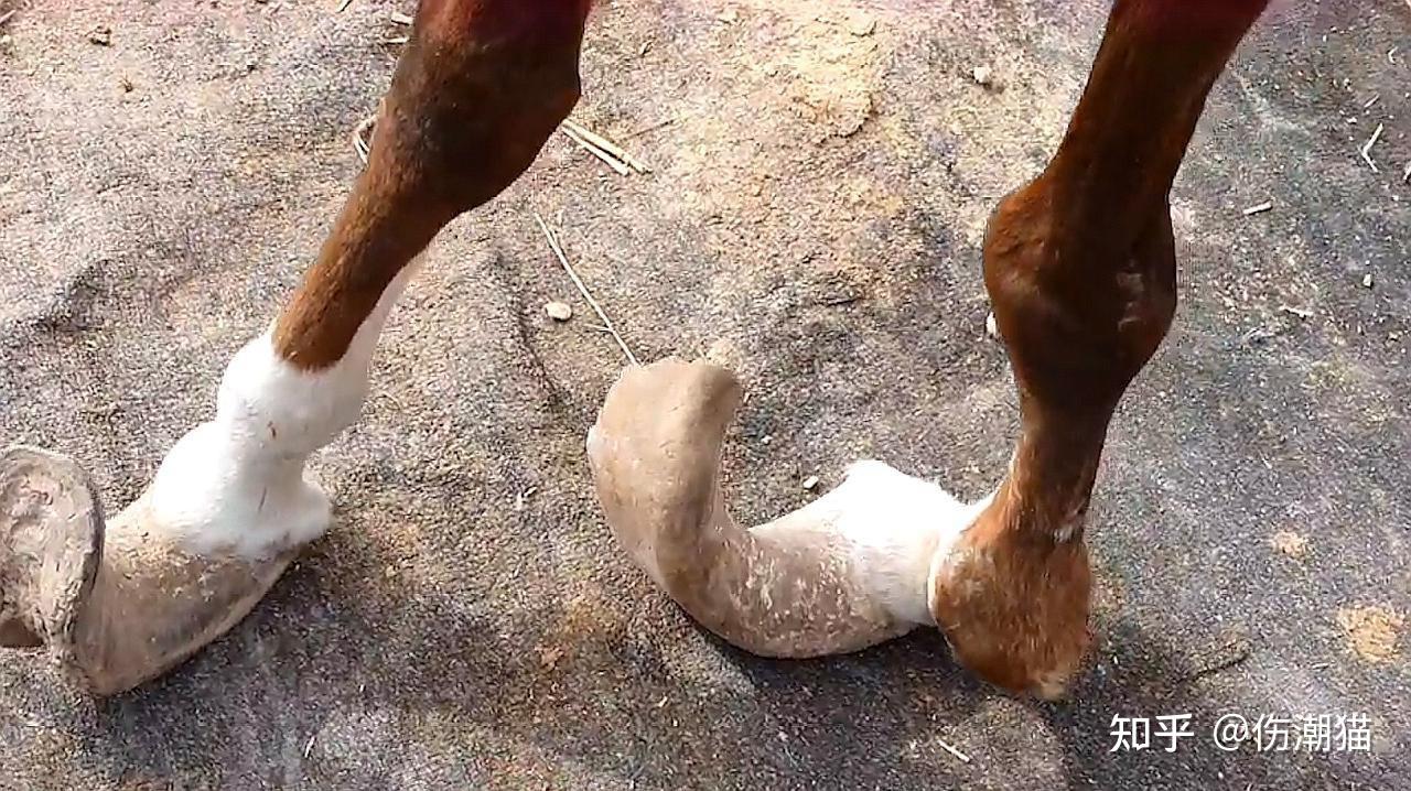 没有人类的时候马是怎么修蹄子的