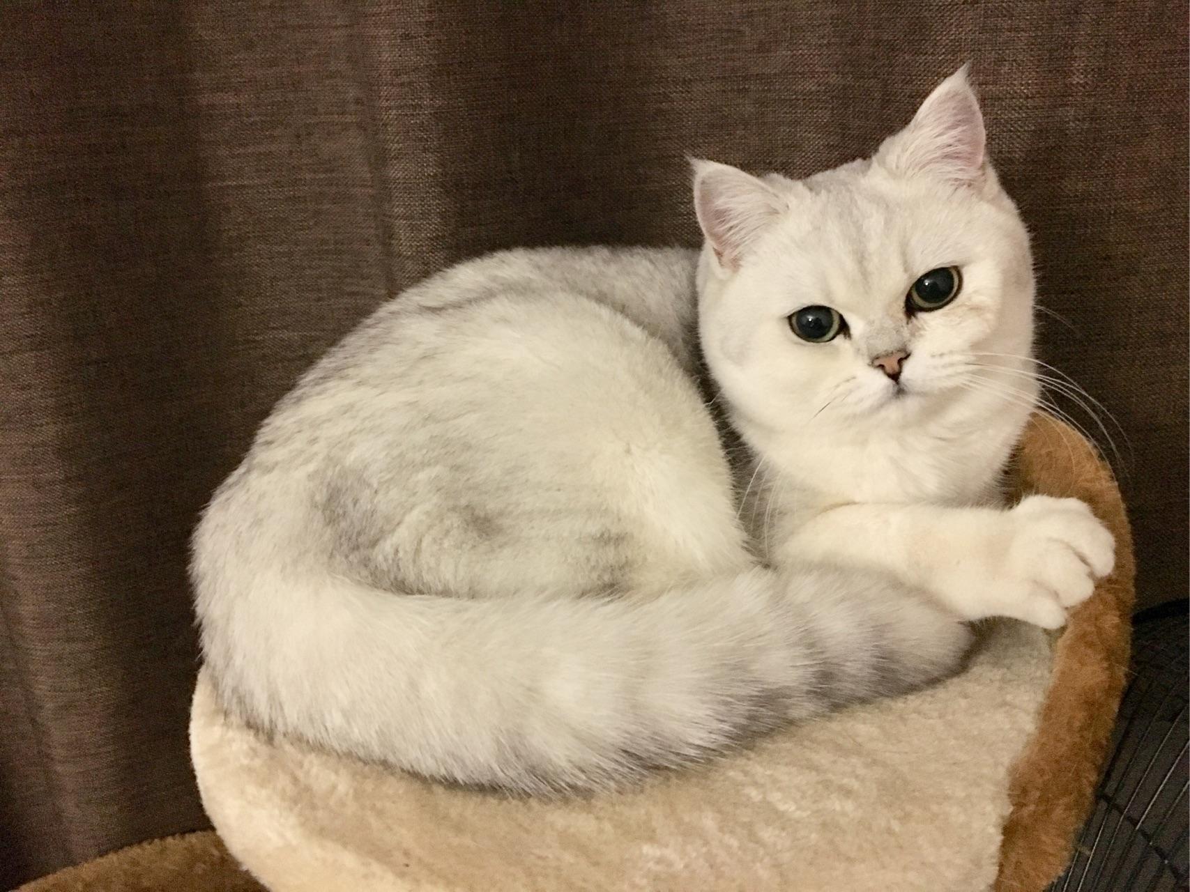 英短银渐层怎么挑选怎么看品相