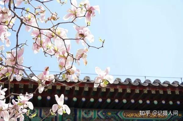 春季北京到哪儿可以观赏玉兰花?您就去这几个地方 - 知乎