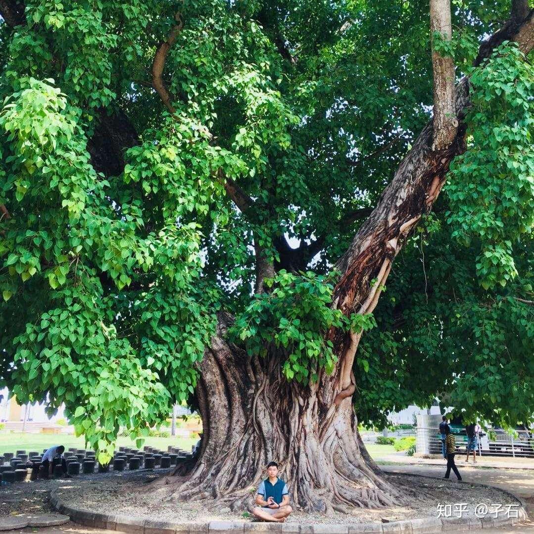 菩提树的综合特征是什么