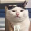 知什么乎