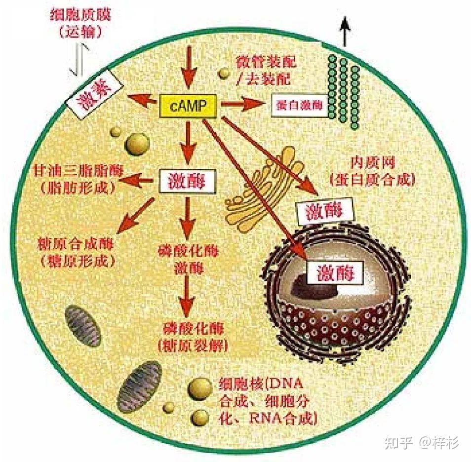 “第二信使”持股越多健康越富有 - 知乎
