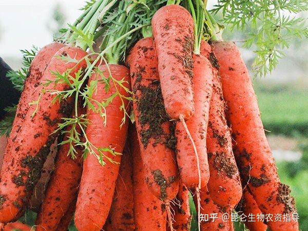 如何区分的胡萝卜黑根病和根腐病?胡萝卜常见根腐病害的有效防治方法 - 知乎