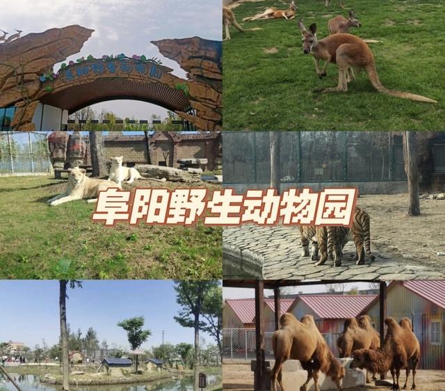 但是讲道理,这个阜阳野生动物园还挺大的——项目占地总面积约为1200