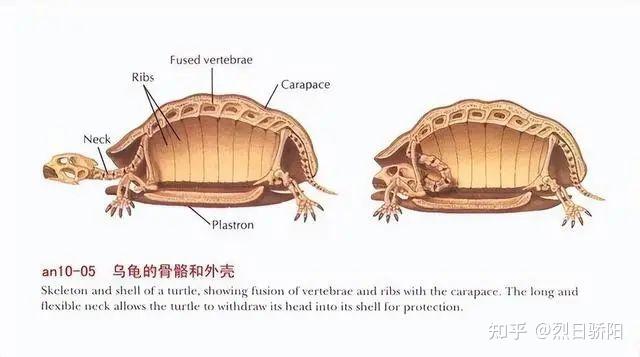 看到乌龟的骨骼，你就会明白，为何它是世界上最诡异的动物之一！ - 知乎