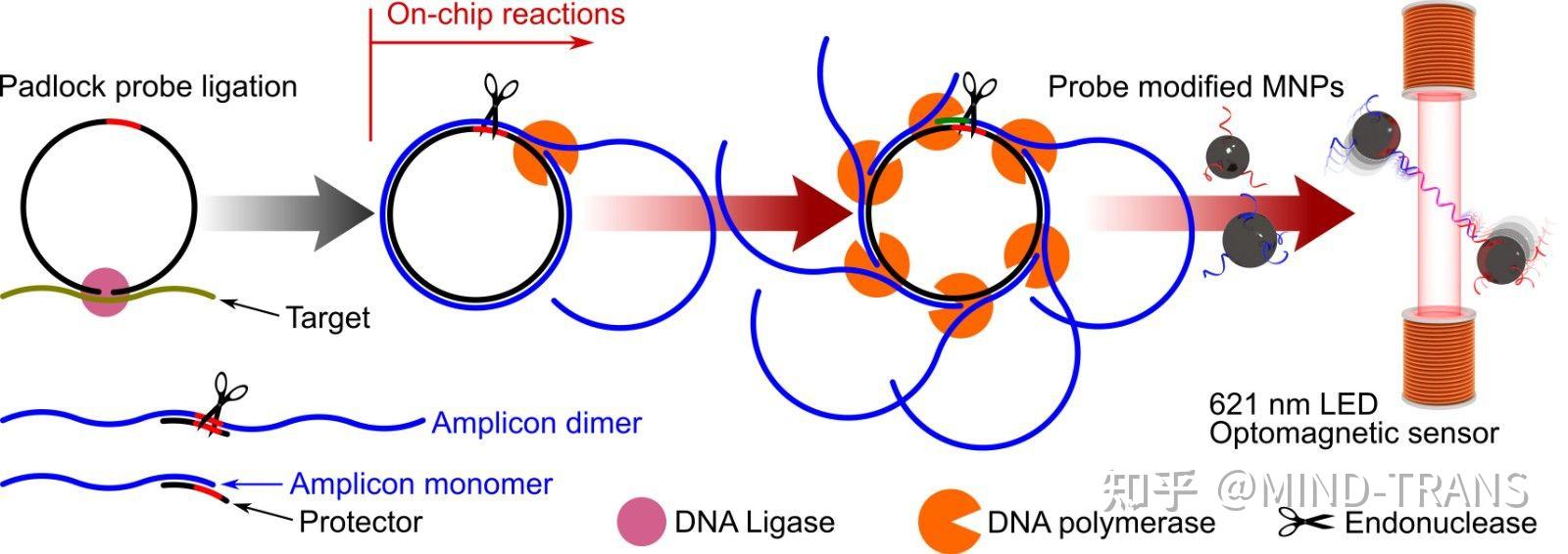 滚环扩增rca一直做不出来,用琼脂糖凝胶电泳验证条带不对,有人知道rca