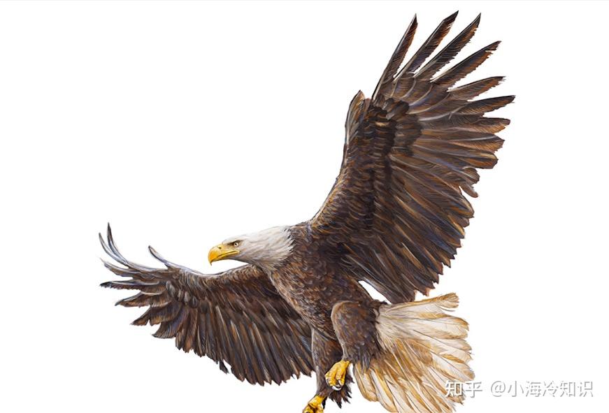 鸟的翅膀结构是如何帮助它们在空中飞行的? - 知乎