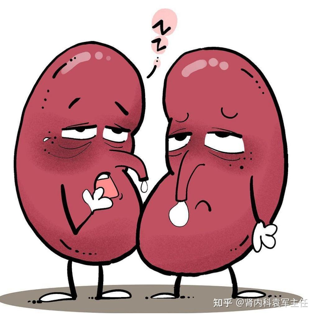 关于肾病的小知识,你知道几个? - 知乎