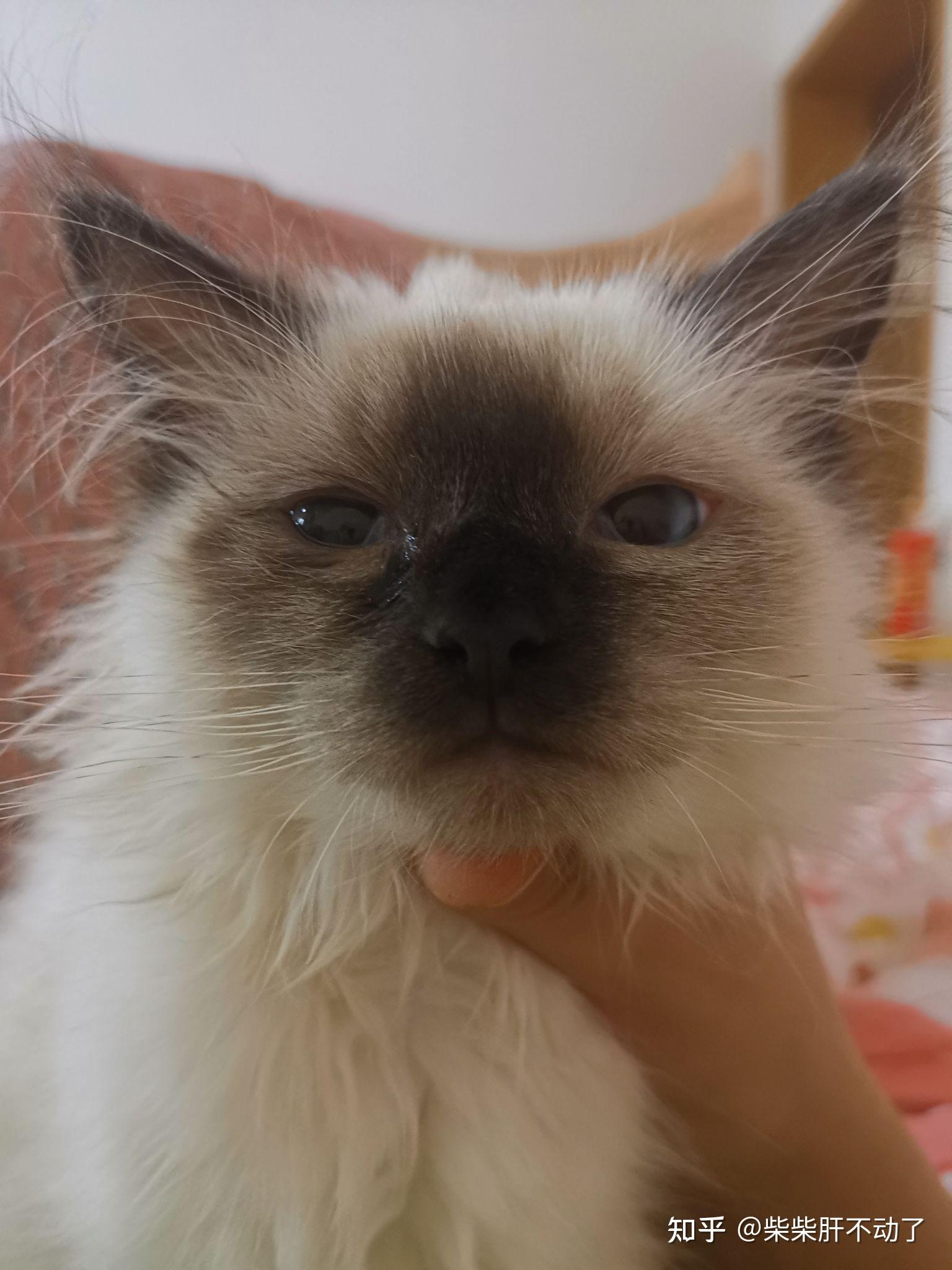 我家布偶三个半月尖嘴猴腮的以后还有希望变好看吗?