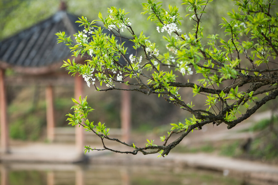 厚强李子苗基地告诉你李子树苗是先开花还是先长叶 - 知乎