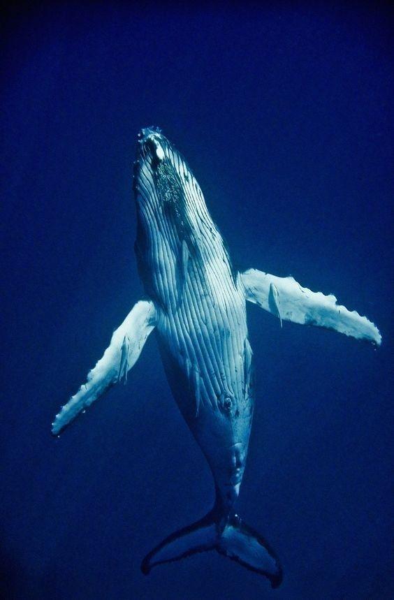 哪里可以找到可以用来当壁纸的鲸鱼蓝鲸图片呢