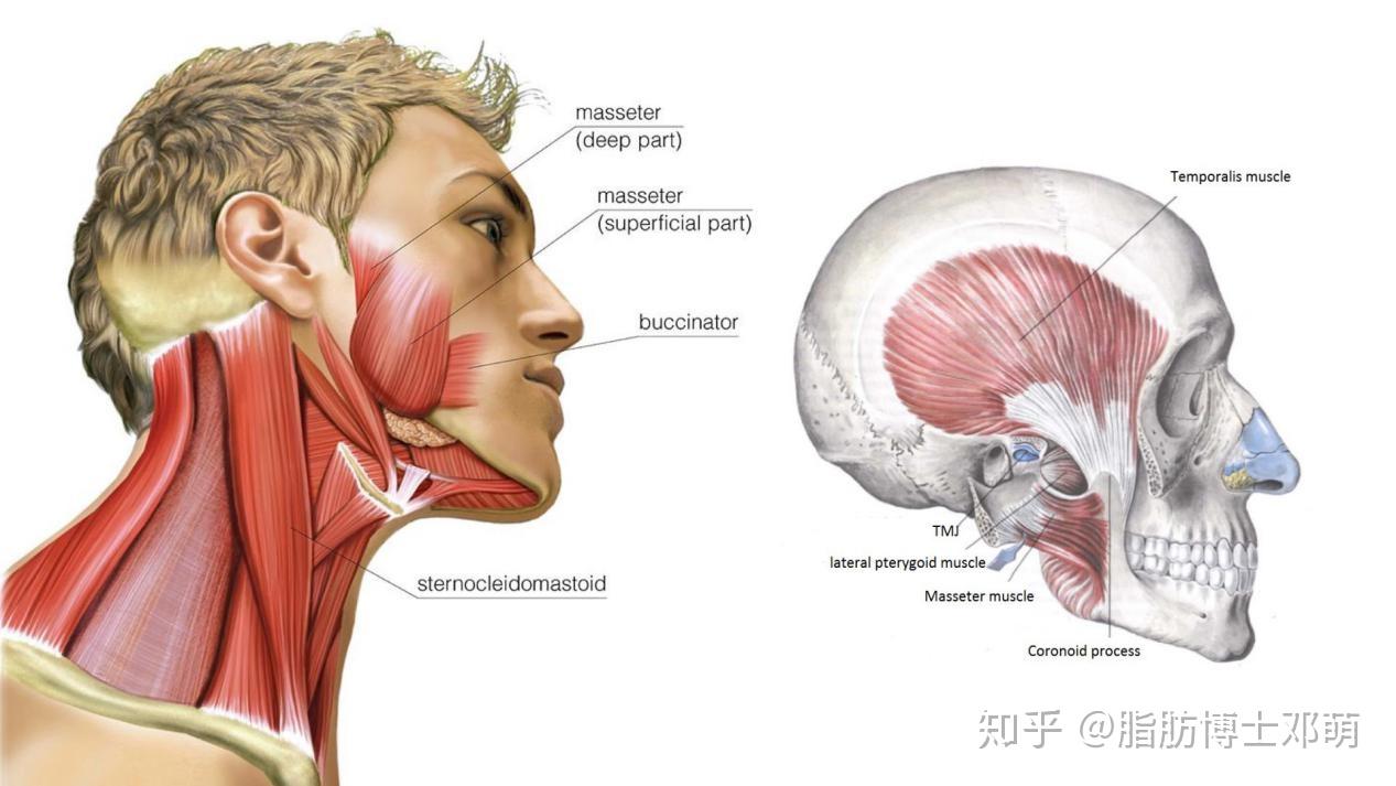 男人咬肌大的面相图片