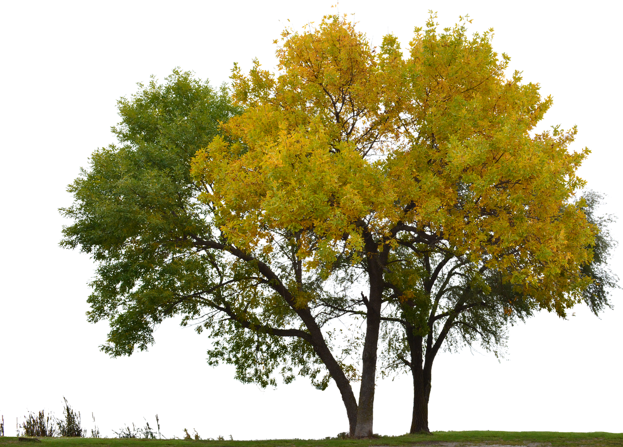 2. 榕树叶轮廓特征