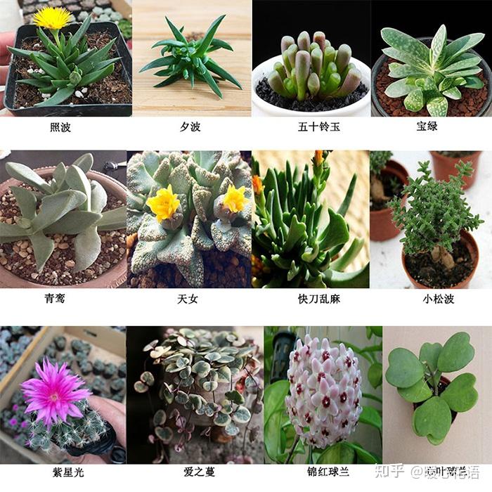 多肉控必看,324种多肉植物图文欣赏 - 知乎