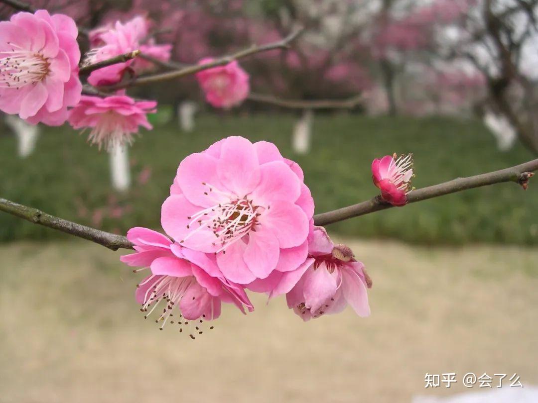 赏梅正当时！11种不同梅花品种群，你能分辨几个？ - 知乎