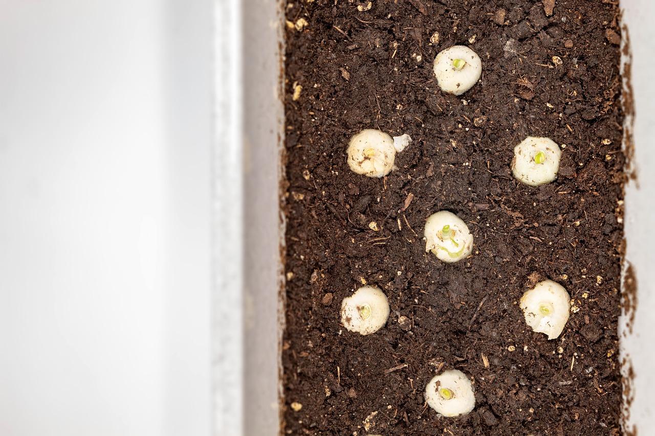 花毛莨如何催芽