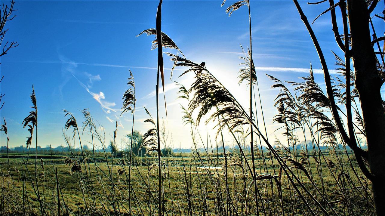 不见太阳的花有什么
