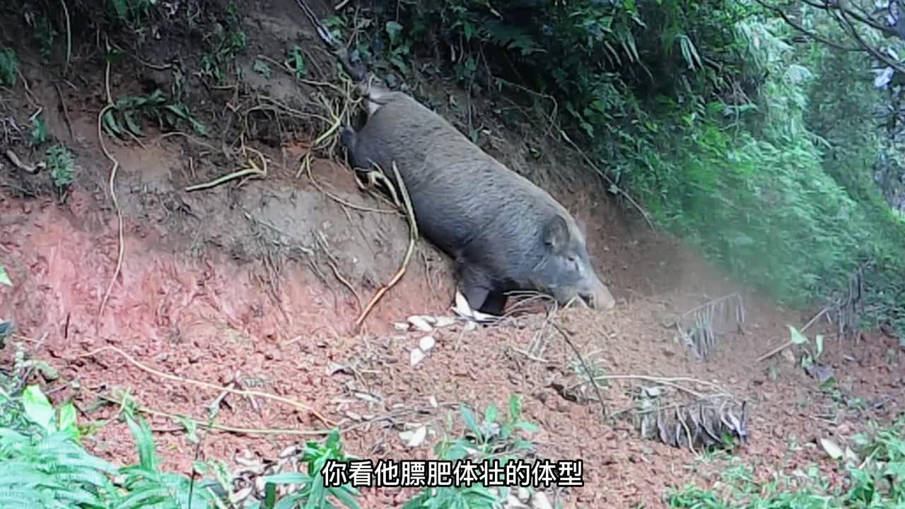 野猪体重图片