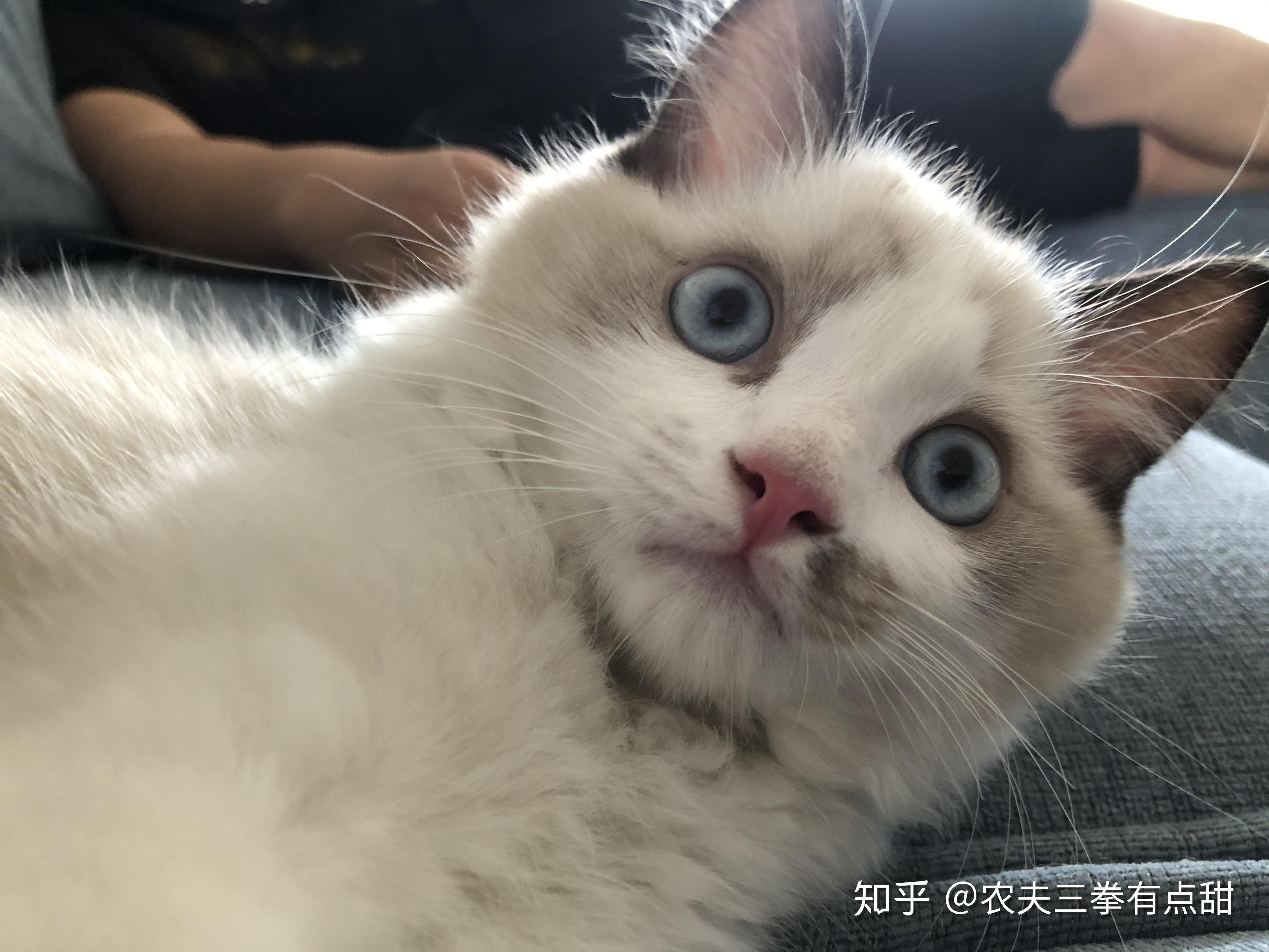 三个月的布偶猫才两斤多,脸尖尖的正常吗?该怎么增肥?