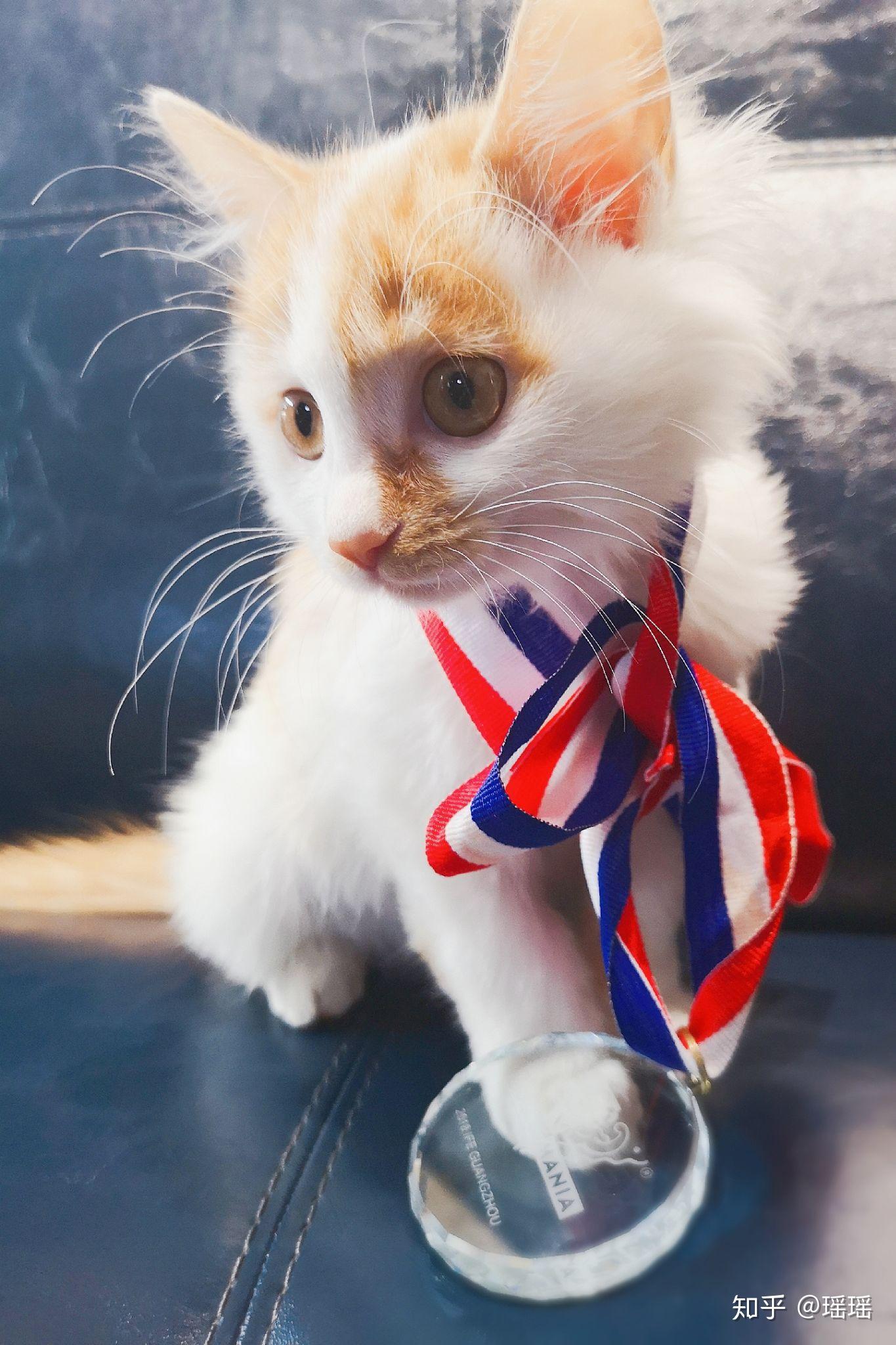 中国有土耳其梵猫吗