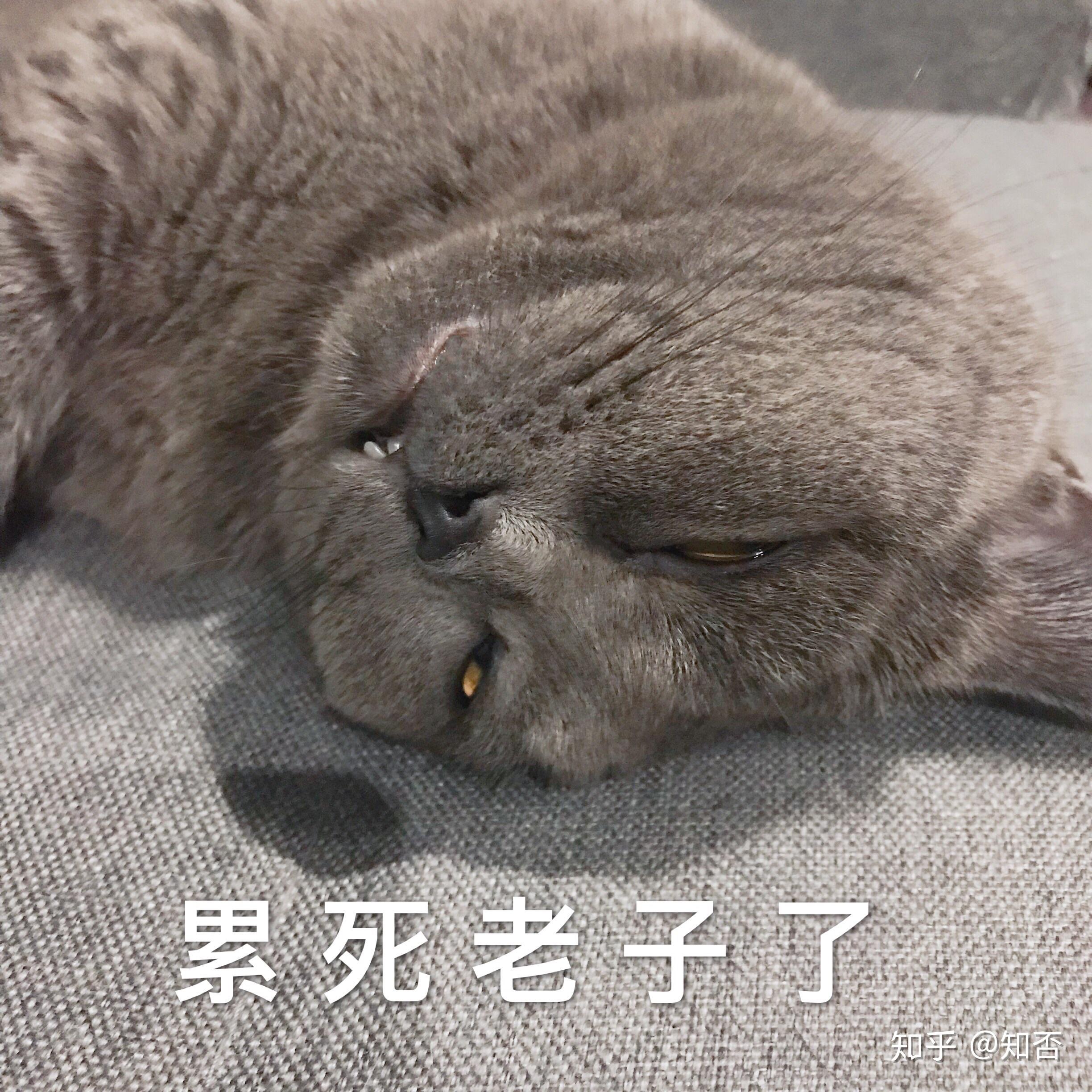 家里有只蓝猫是什么样的体验