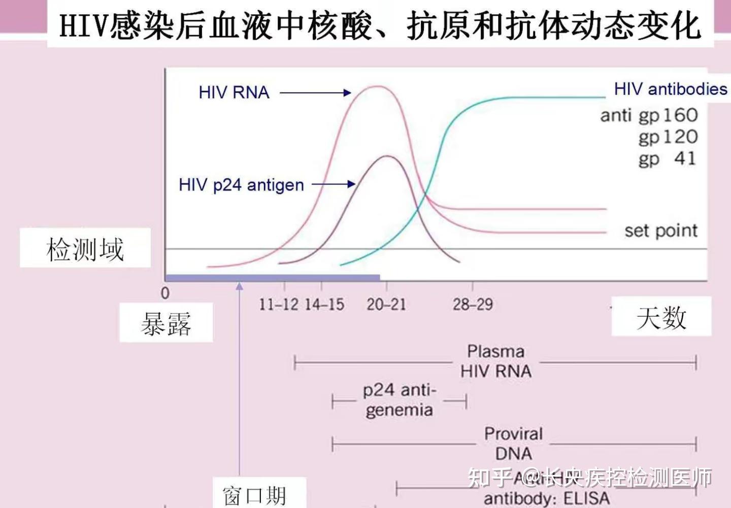 hiv浓度与t细胞关系图图片