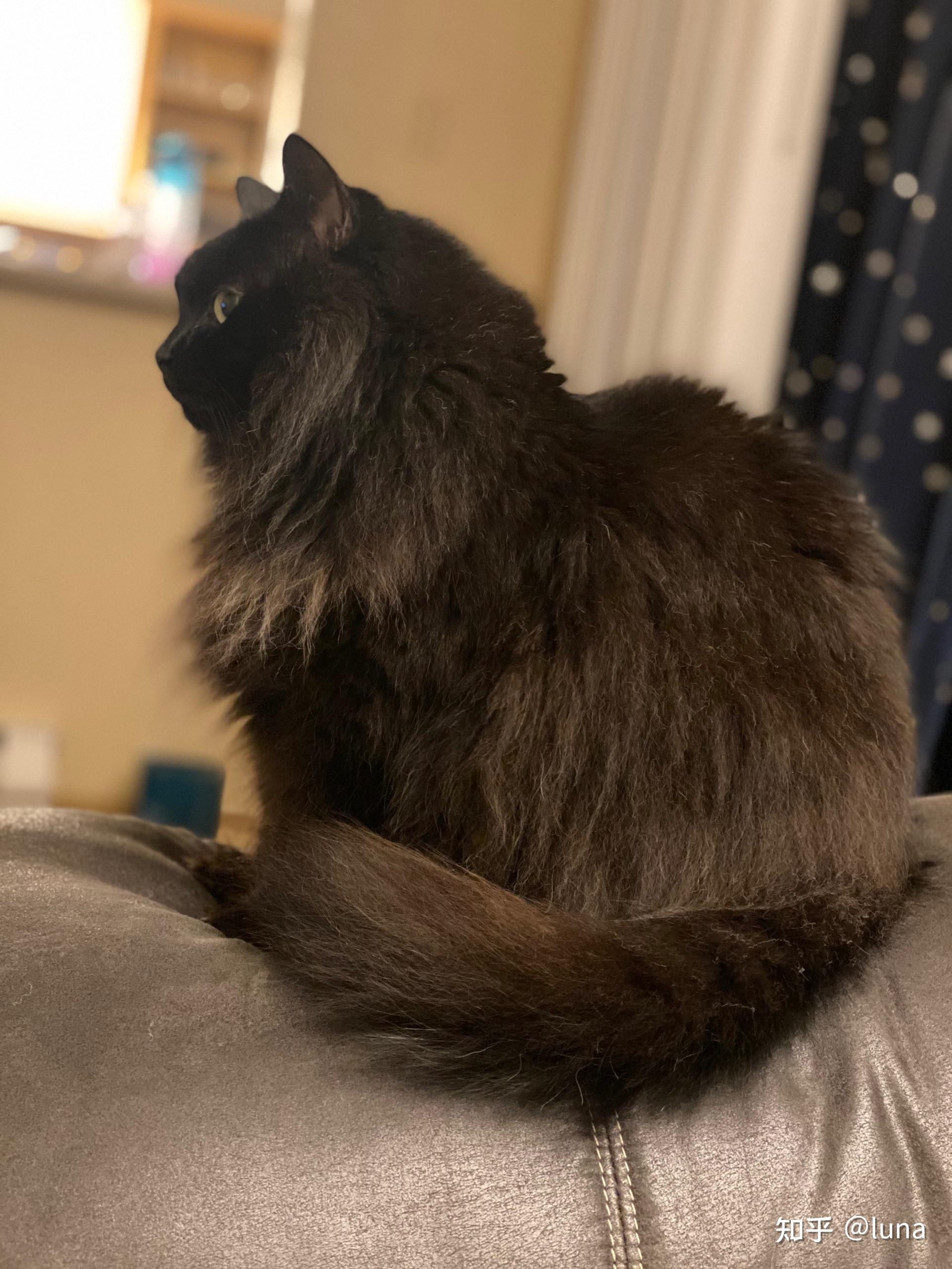 长毛黑猫会越长越好看吗? - 知乎