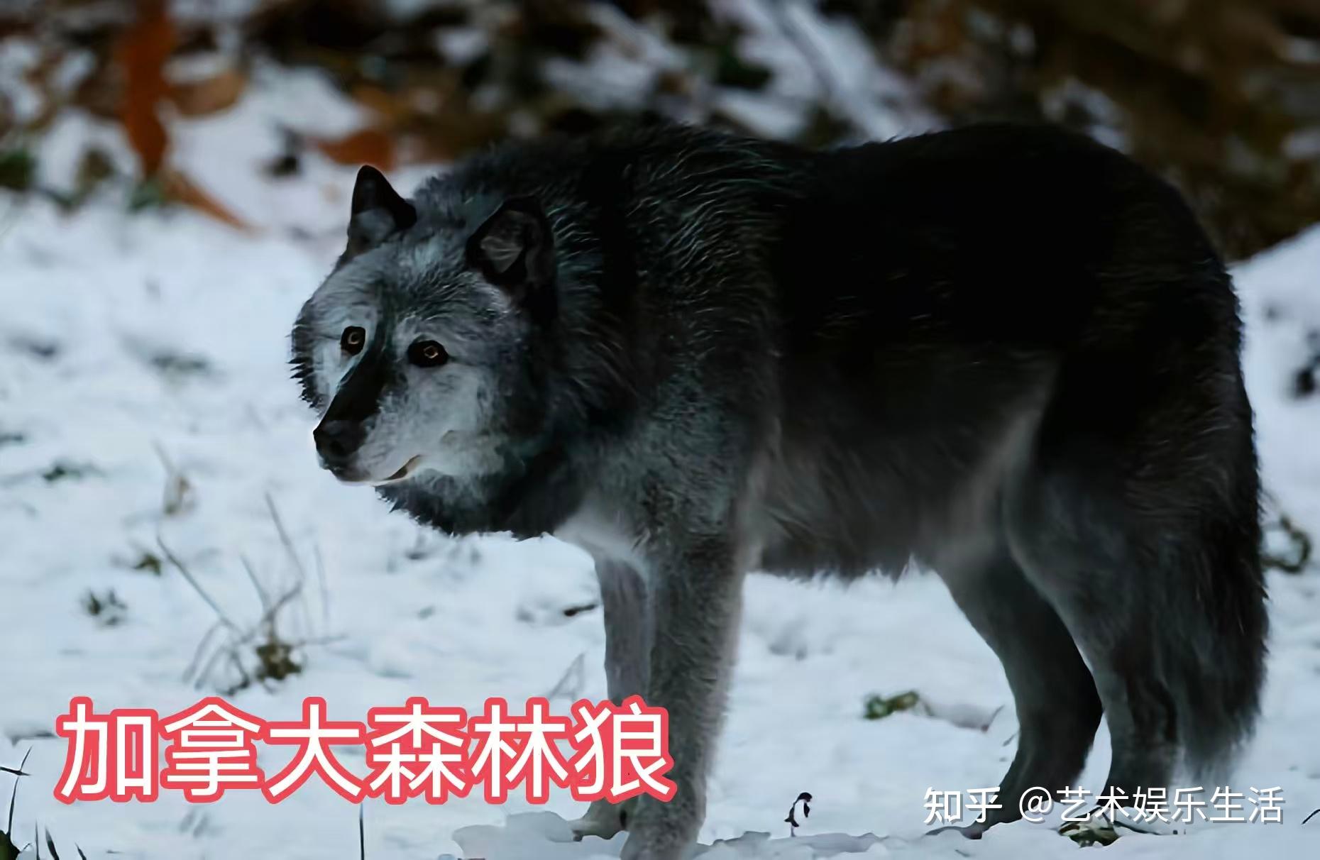 灰狼的40个亚种,它们曾经辉煌的生活在世界的各个角落 - 知乎