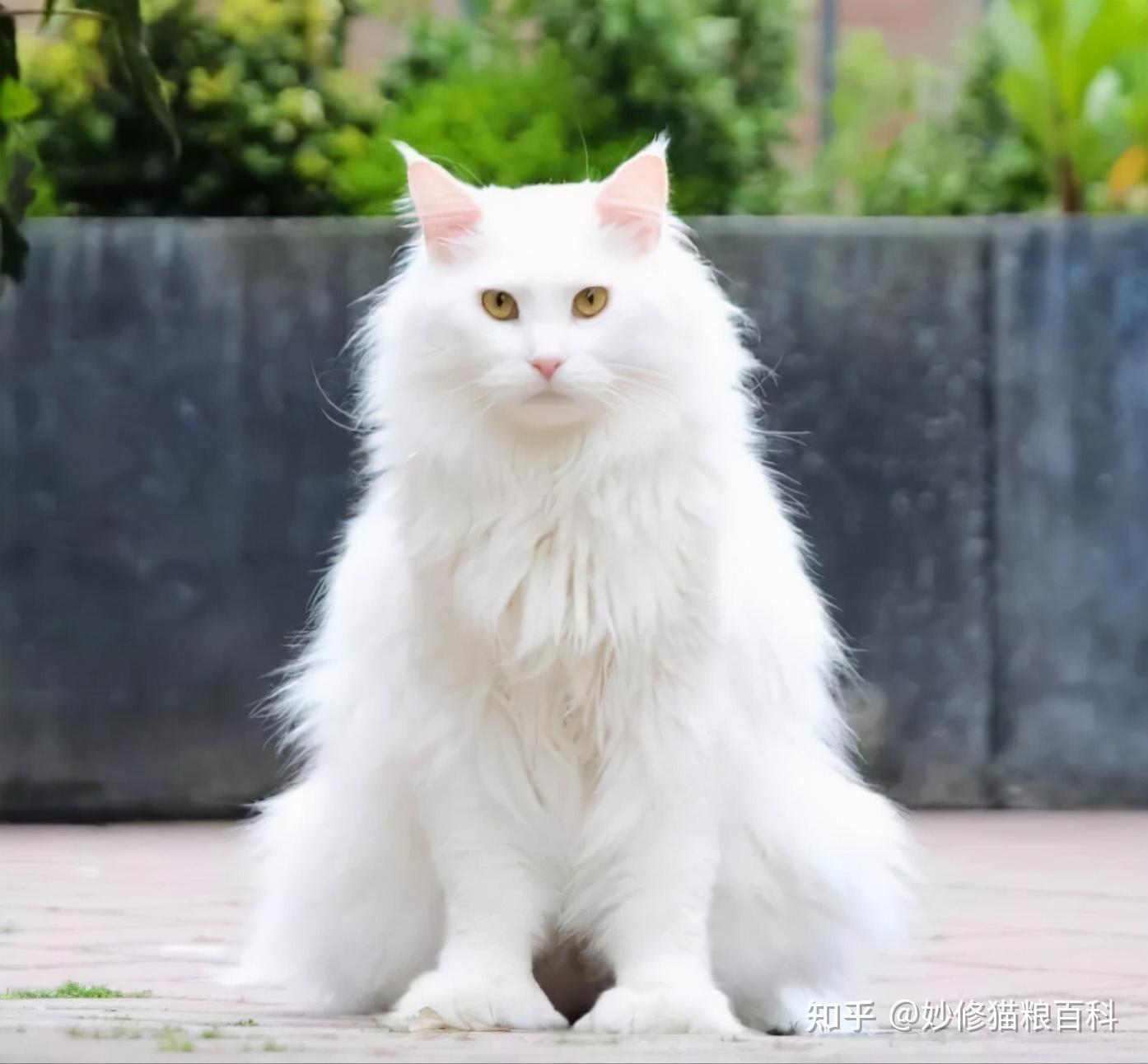 纯种狮子猫有这些特征,一看就知道,骗不了人 - 知乎