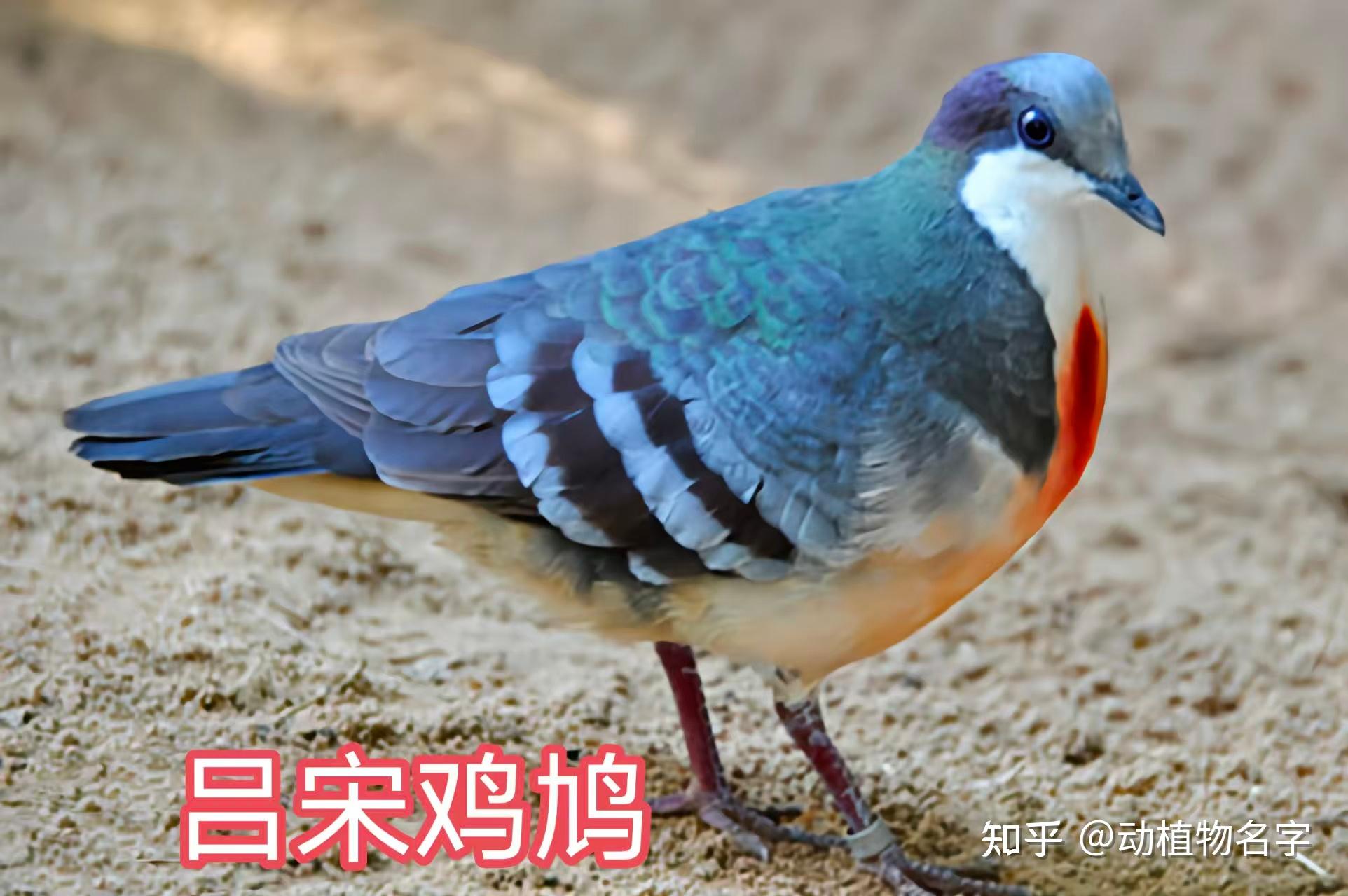 99图带你走进鸠鸽科鸟类的世界 - 知乎