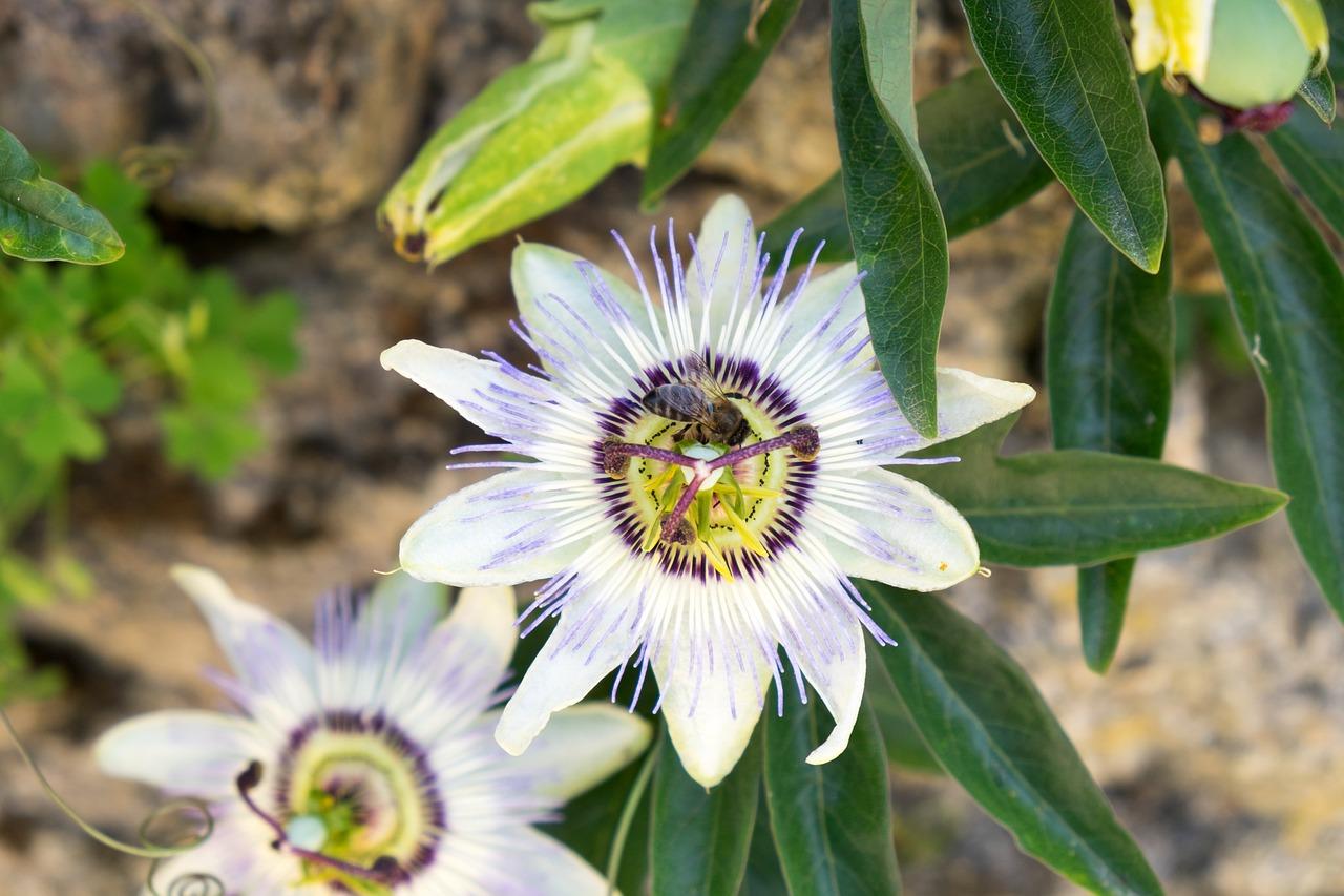 西番莲_有多少品种