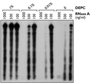 Inactivation Using Depc RNase抑制及DEPC处理水实验常见问题 - 知乎