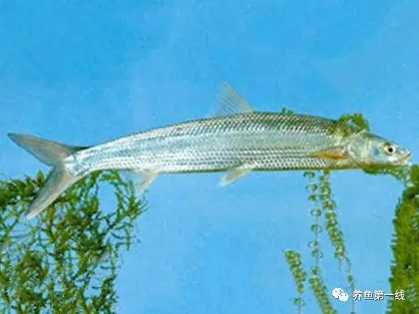 鲤科雅罗鱼亚科7种：丁鱥（丁桂）、赤眼鳟、鳡鱼、鯮鱼、鳤鱼、赤梢鱼、拟赤梢鱼 - 知乎
